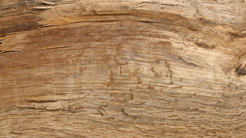 Le diverse specie di tarli del legno: una guida completa